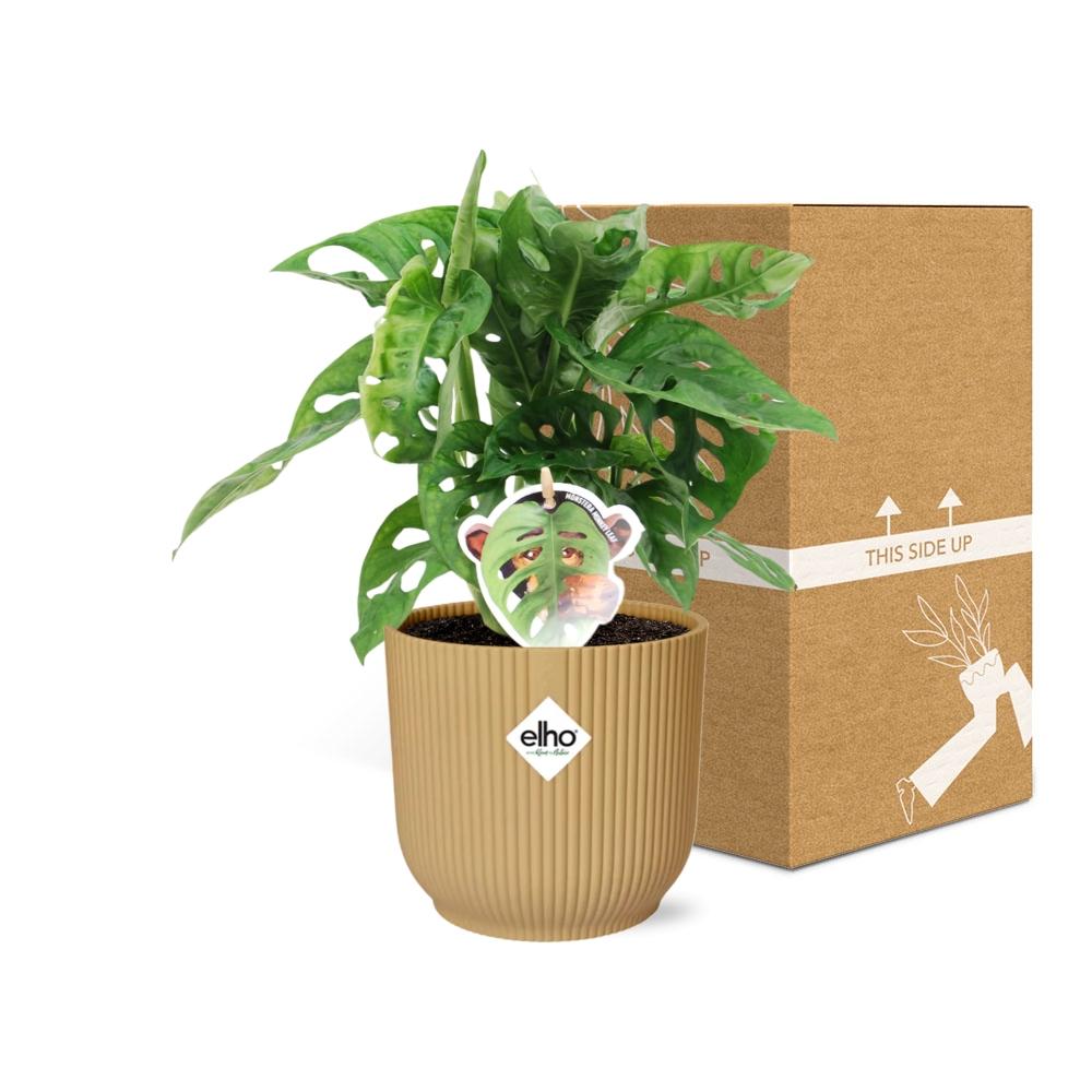Monstera ‘Monkey Leaf’ im ELHO Vibes Fold Topf 14cm Gelb