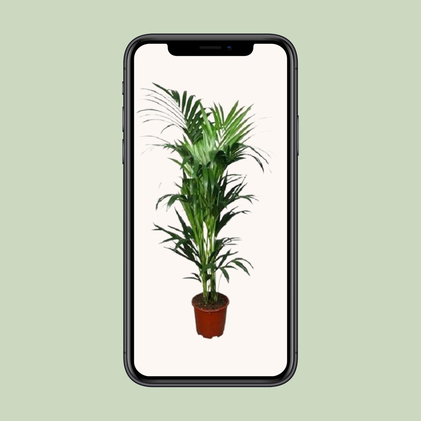 Howea forsteriana – elegante Kentia-Palme Ø24cm, 150cm hoch