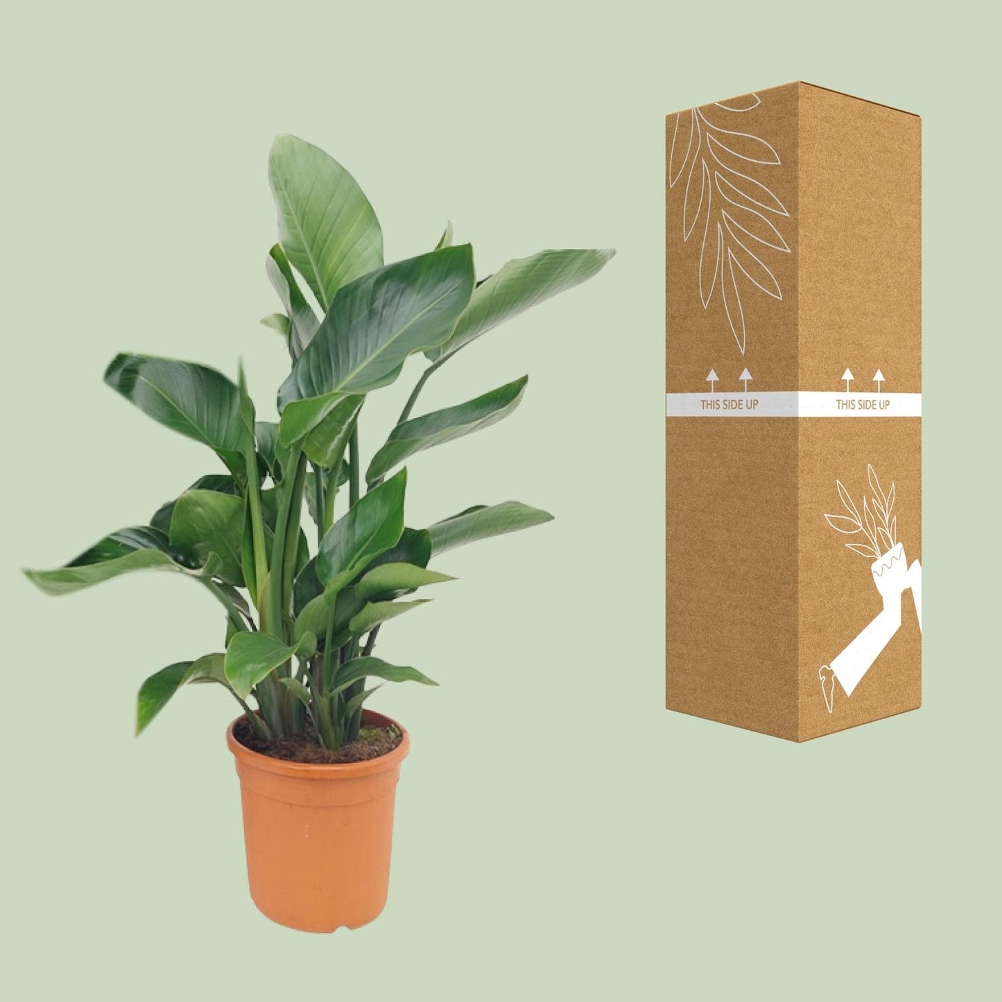 Strelitzia Nicolai – Exotische XXL-Palme Ø22cm, 85cm hoch