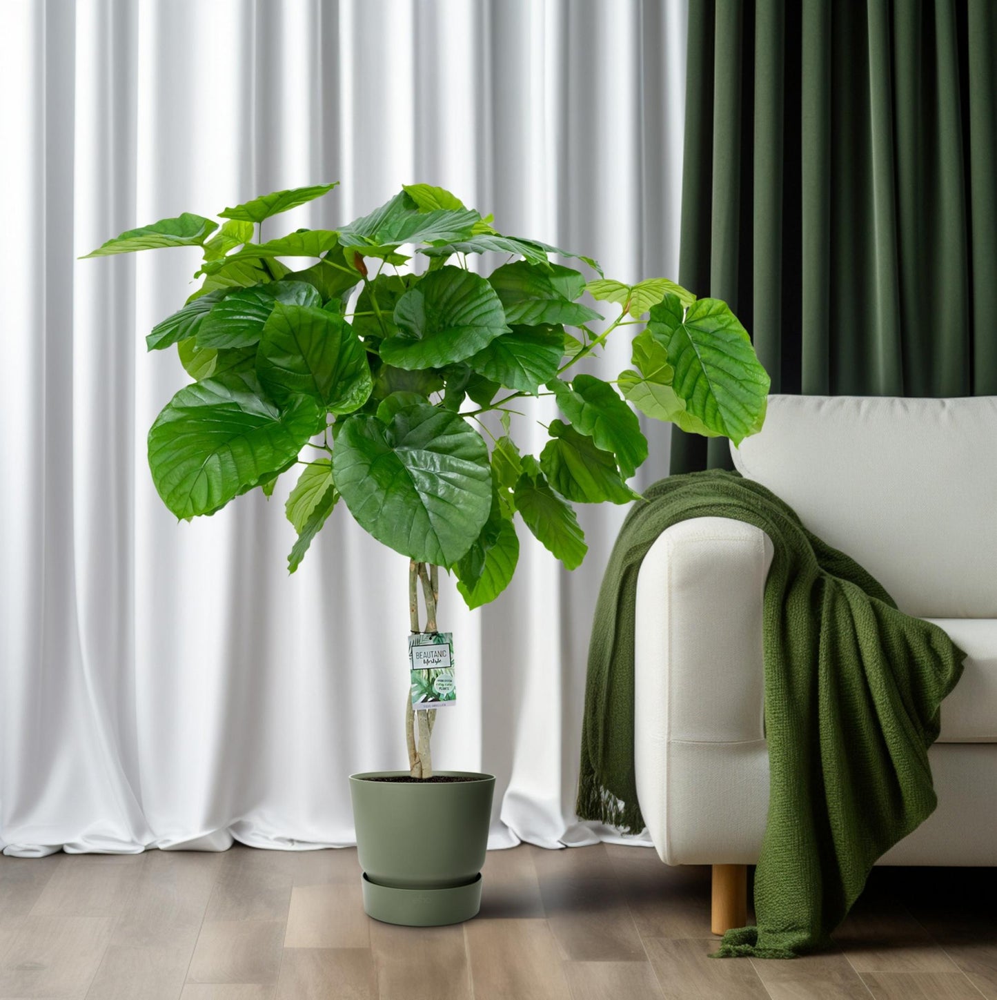 Ficus Umbellata Gevlochten – Ø27cm Topf, ca. 120cm hoch