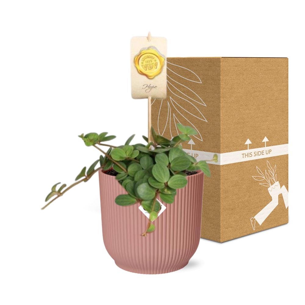 Peperomia ‘Hope’ im ELHO Vibes Fold Topf 14cm rosa