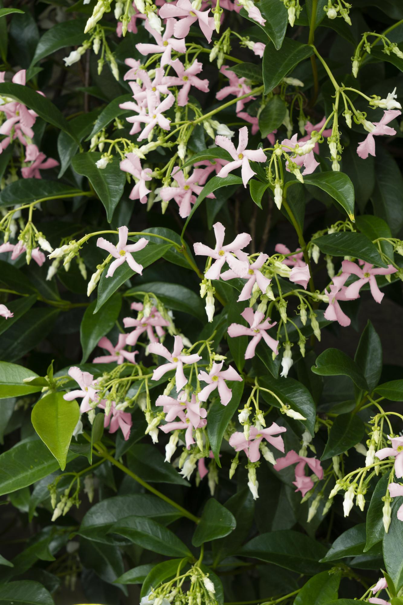 2x Trachelospermum 'Star of Ibiza' – Immergrüne Kletterpflanzen Ø15cm