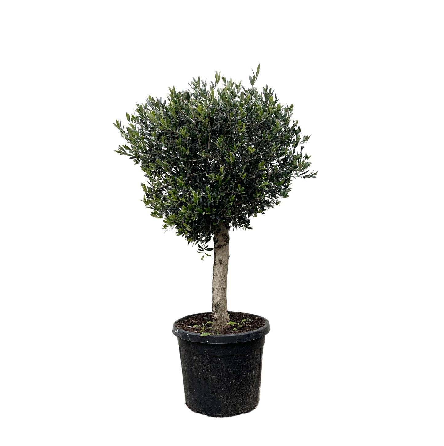 Olea Europaea Lorc – Eleganter Olivenbaum 180 cm