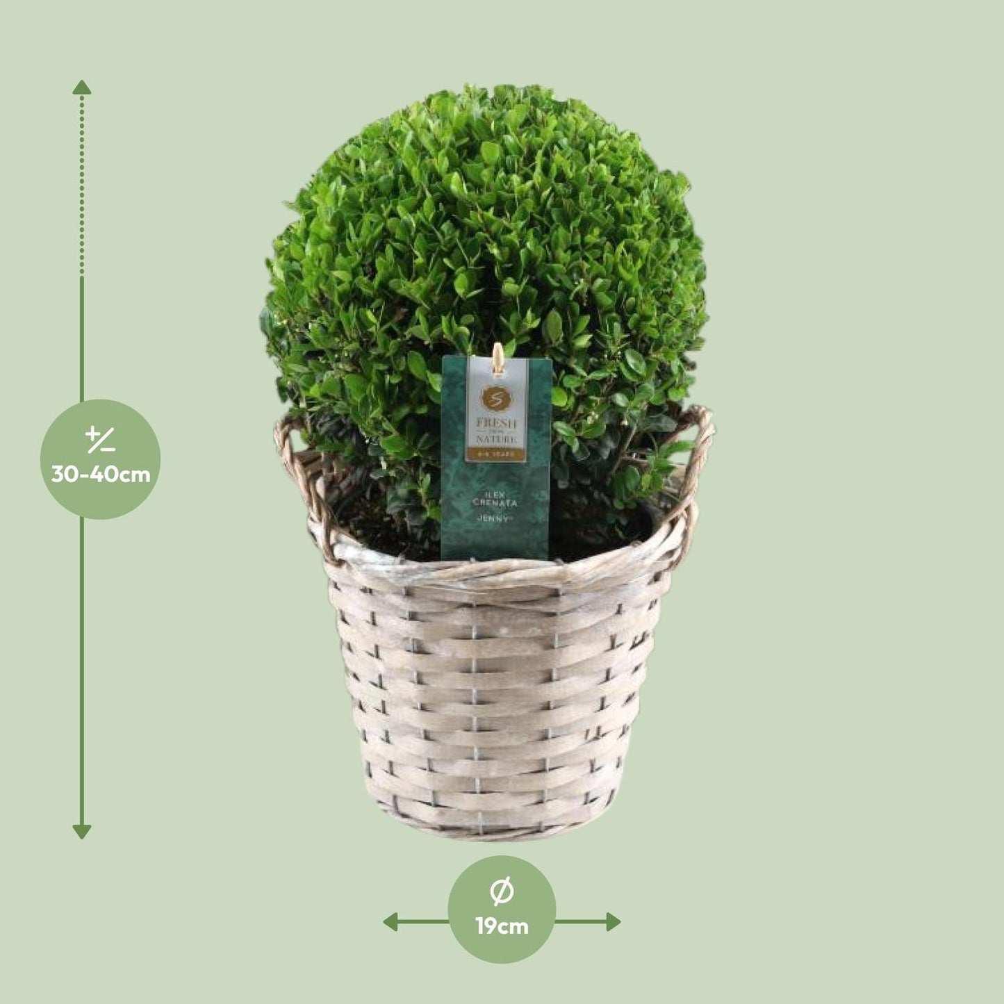 Ilex Crenata 'Jenny'® Ball Ø20cm – Pflegeleichte Stechpalme im Korb