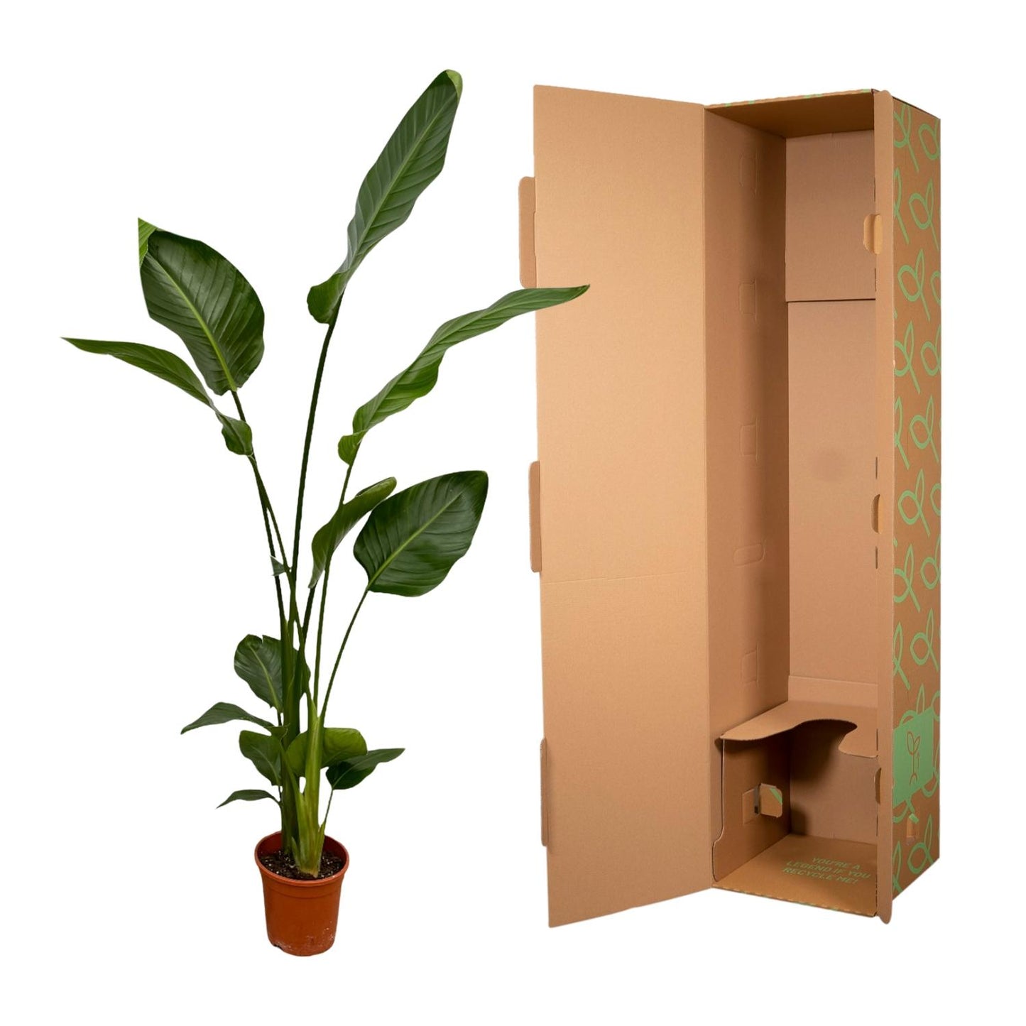 2x Strelitzia Nicolai XXL – Exotische Zimmerpflanze 130 cm