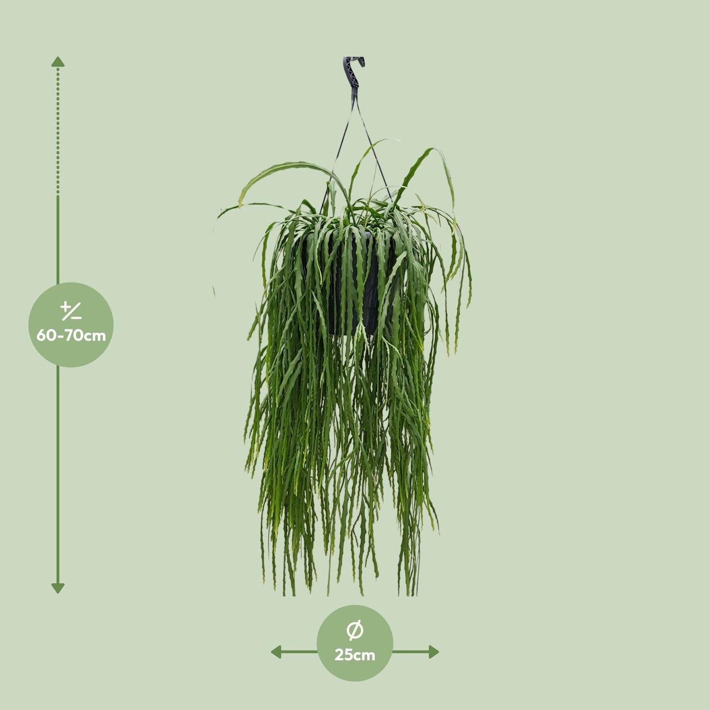 Lepismium Asuntapatense – Exotischer Hängekaktus 25cm