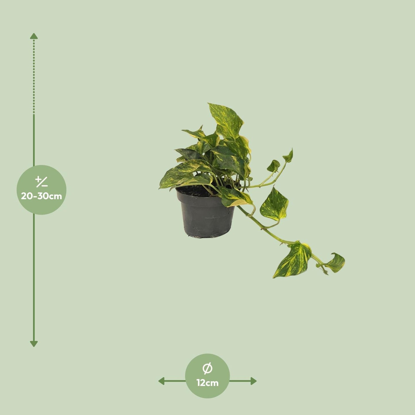 Scindapsus Epipremnum N'joy Gold - Ø12cm Topf - 25cm Höhe