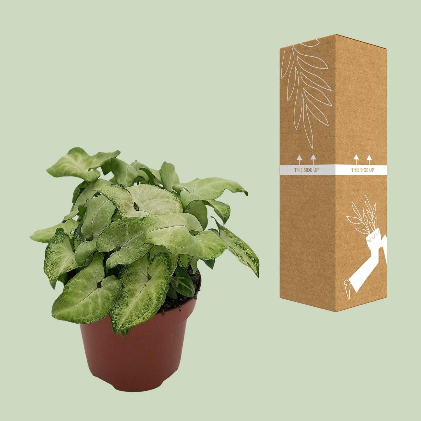 Syngonium 'White Butterfly' – kompakte Pfeilblattrebe Ø13cm