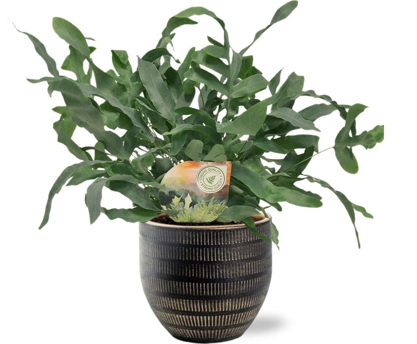 Phlebodium Blue Star - stilvolle Zimmerpflanze Ø12cm mit schwarzem Beau Pot