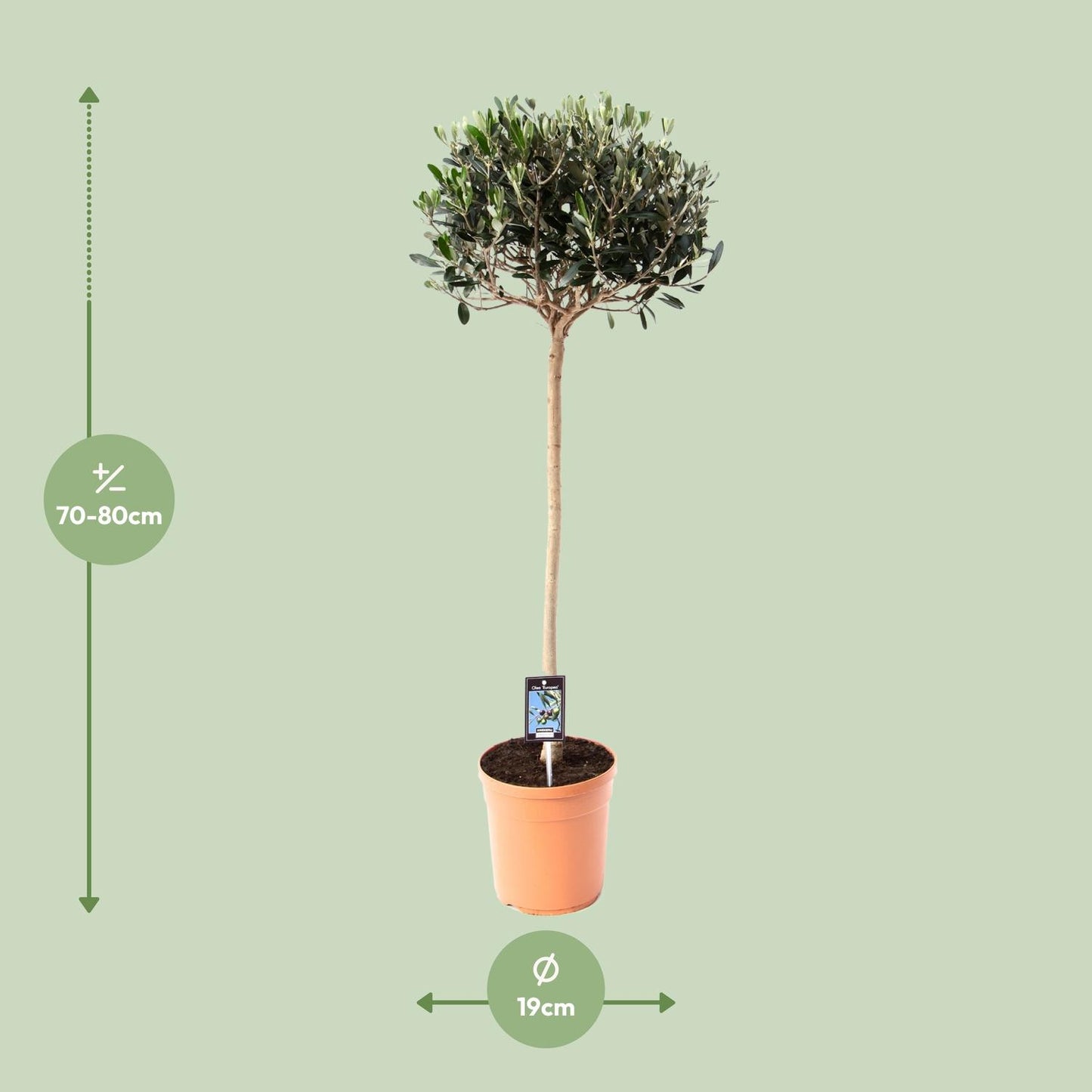 Gemeine Olive Olea – Ø19cm Topf, ca. 80cm hoch