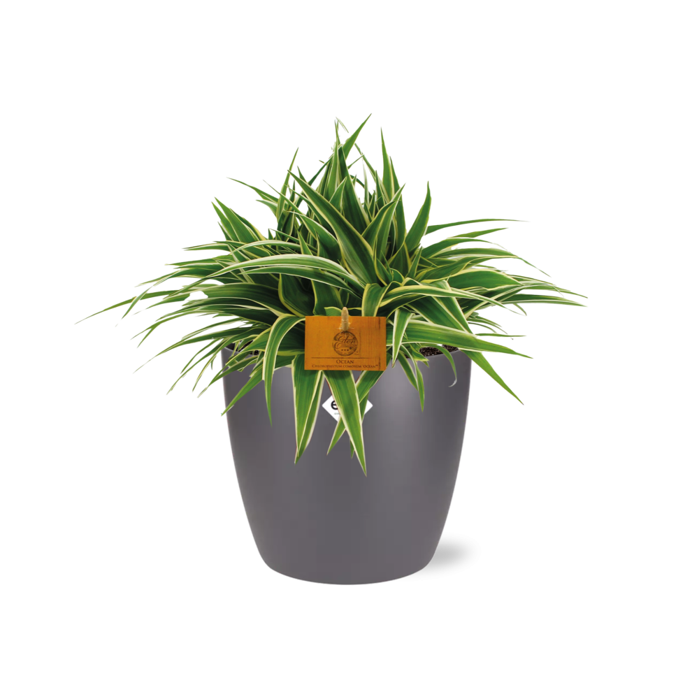 Chlorophytum Ocean 15cm – pflegeleichte Spiderpflanze im ELHO Topf