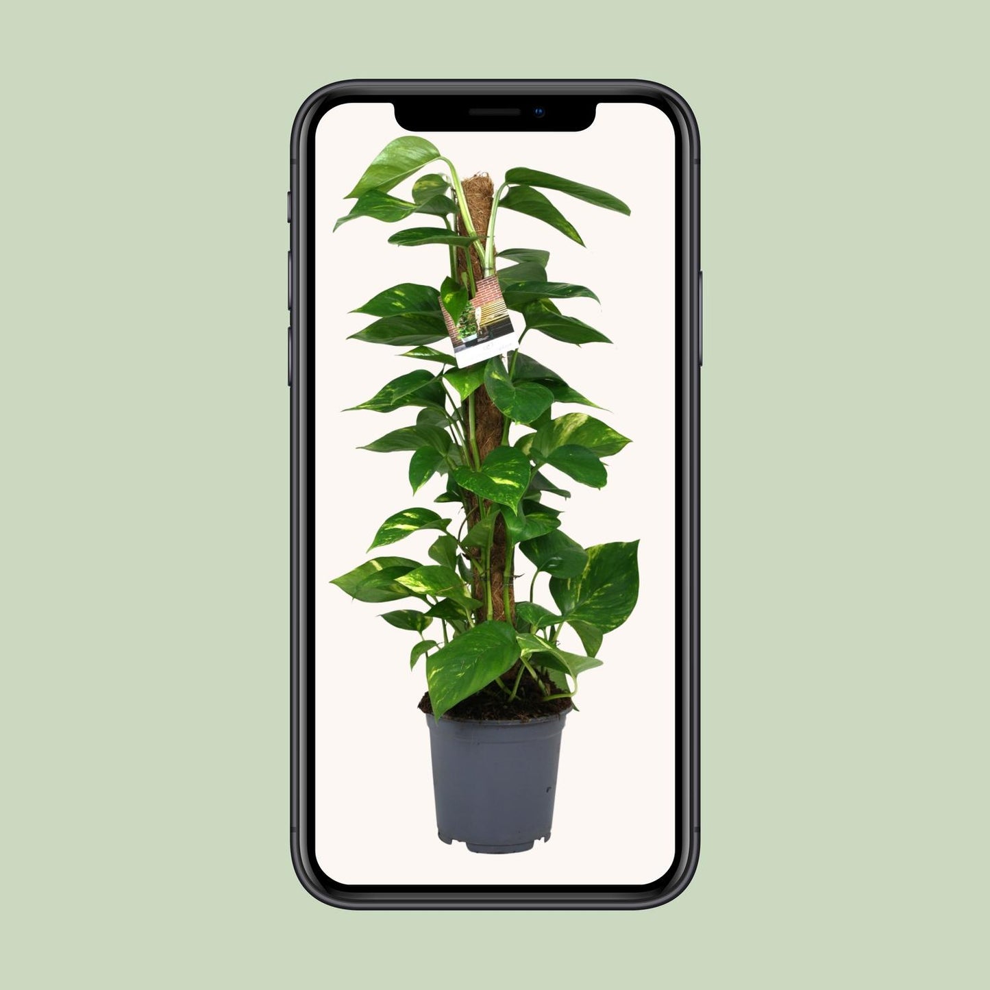 Scindapsus Epipremnum – pflegeleichte Zimmerpflanze Ø19cm