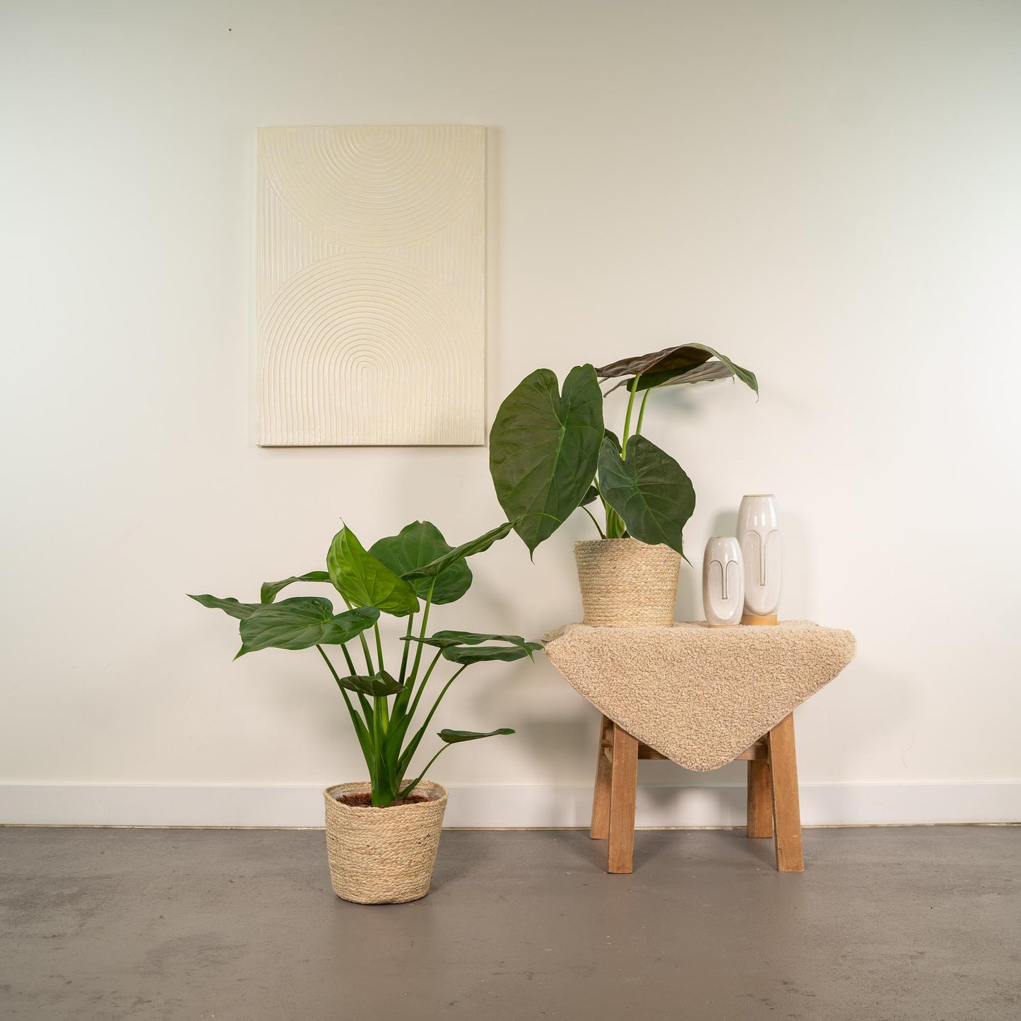Alocasia Cucullata & Wentii im Korb Ø19cm, 60cm hoch