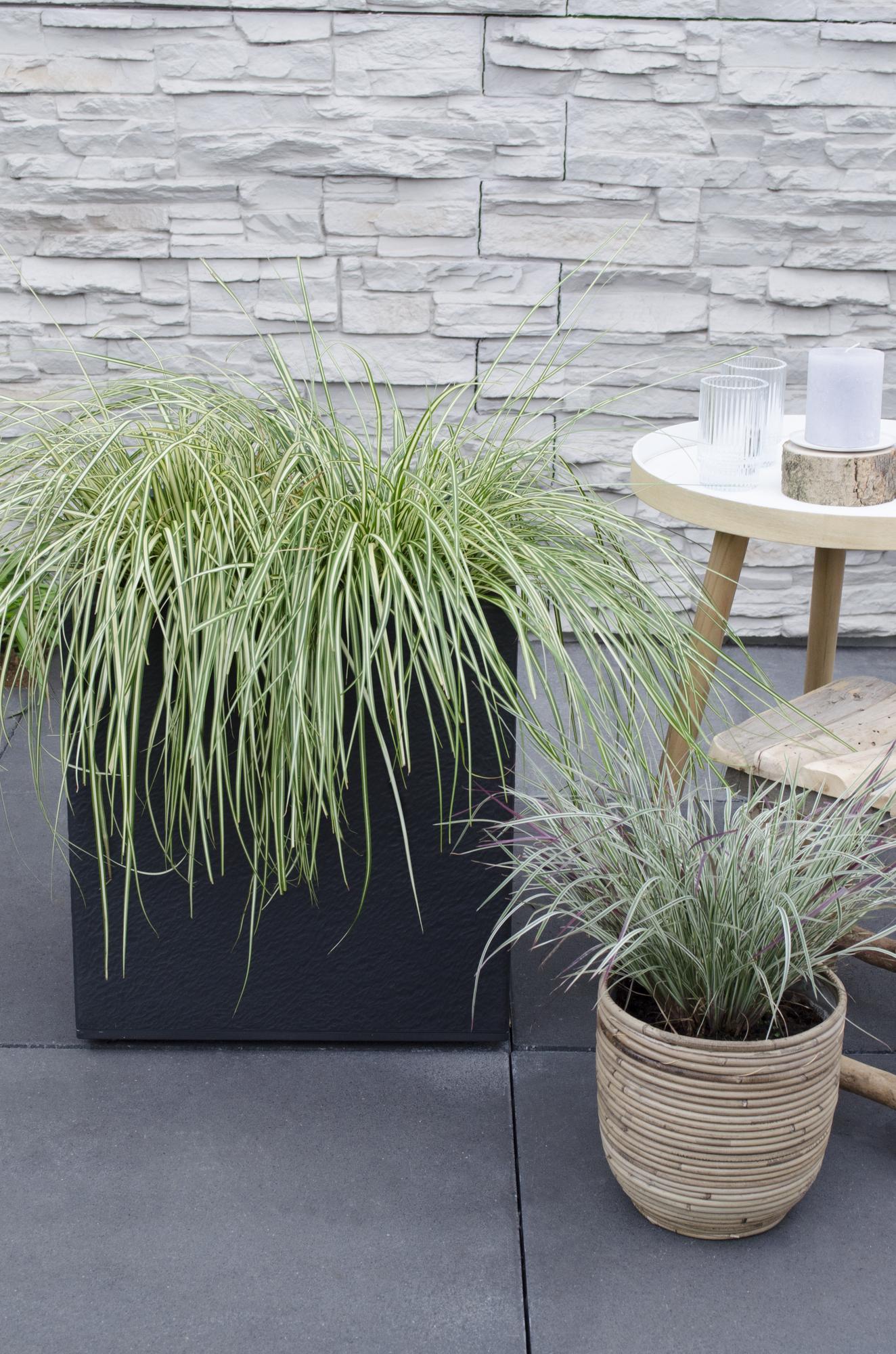 3x Carex hachijoensis 'Evergold' Ø14cm - Immergrünes Ziergras