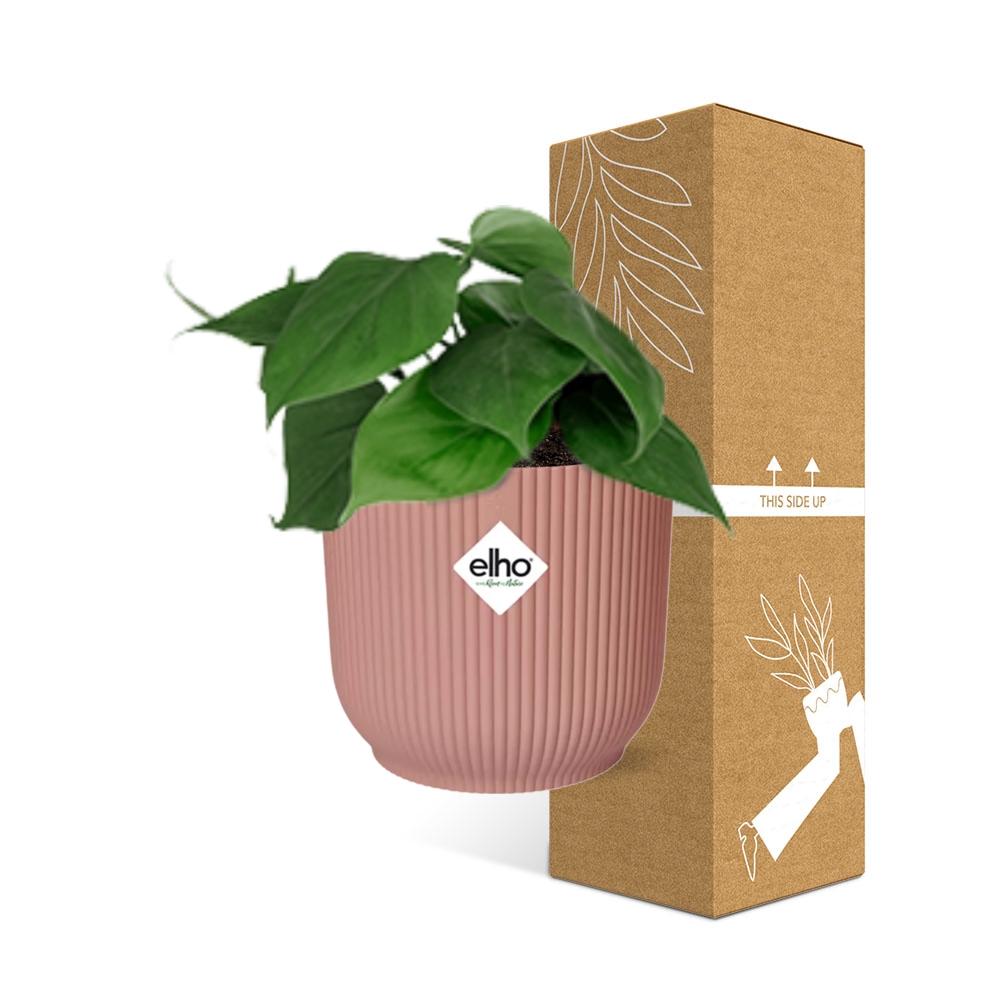 Philodendron Scandens im ELHO Vibes Fold 14cm Topf rosa