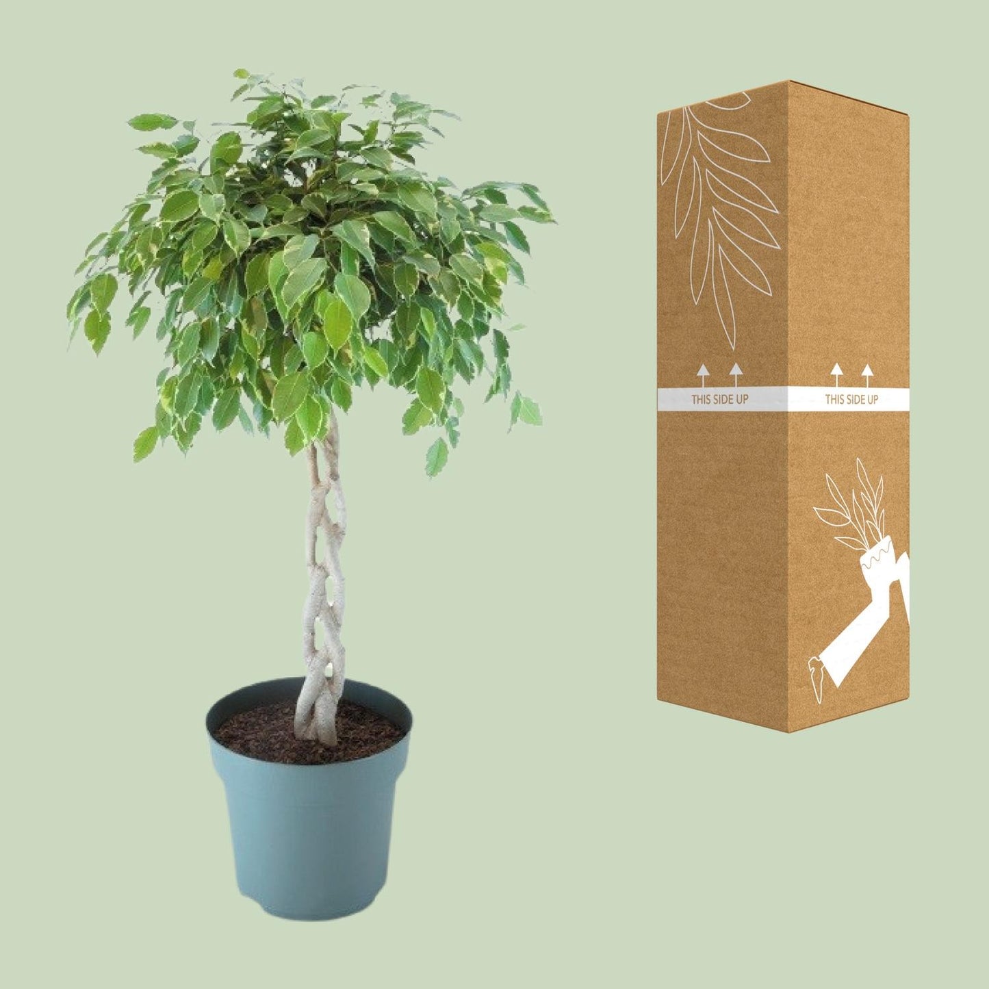 Ficus Safrana / Golden King Gevlochten – Ø27cm, ca. 110cm