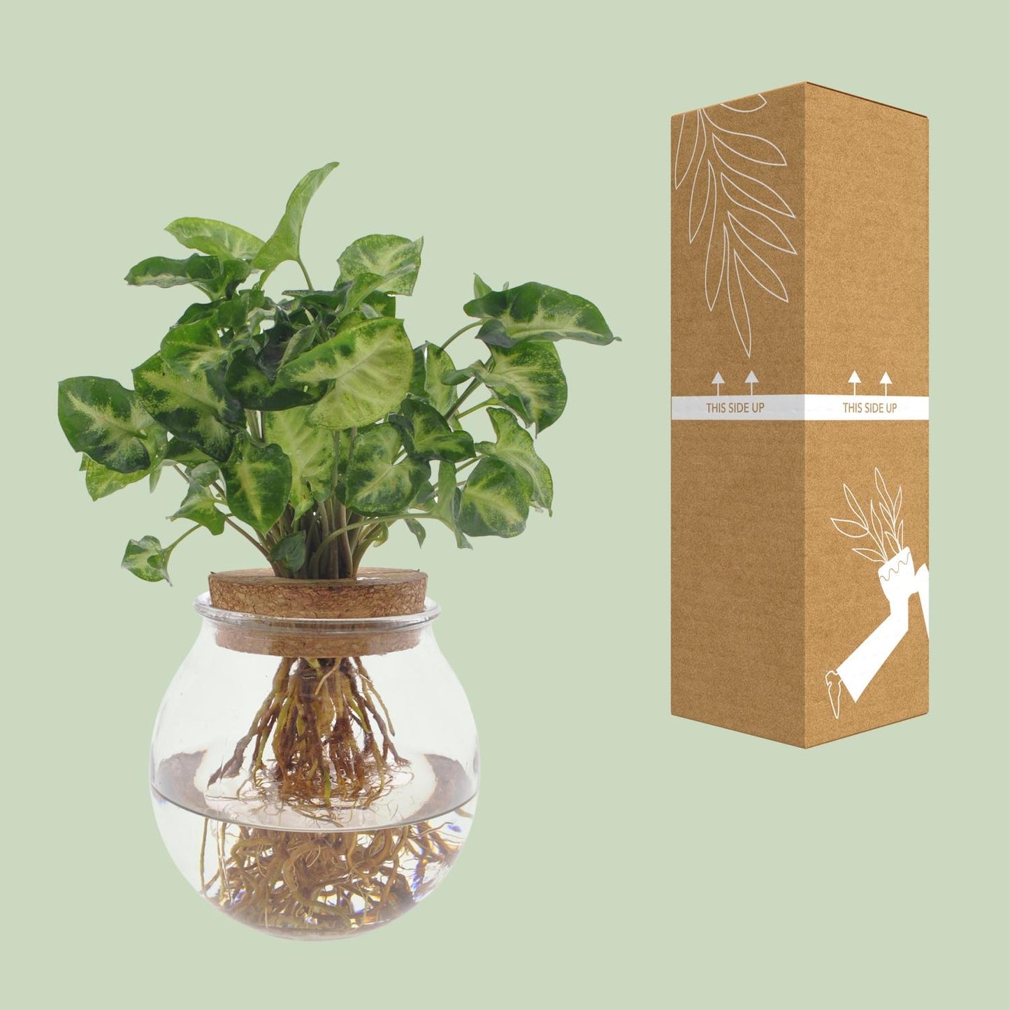 Syngonium Pixie Hydroponie-Pflanze Ø12cm, Höhe 30cm
