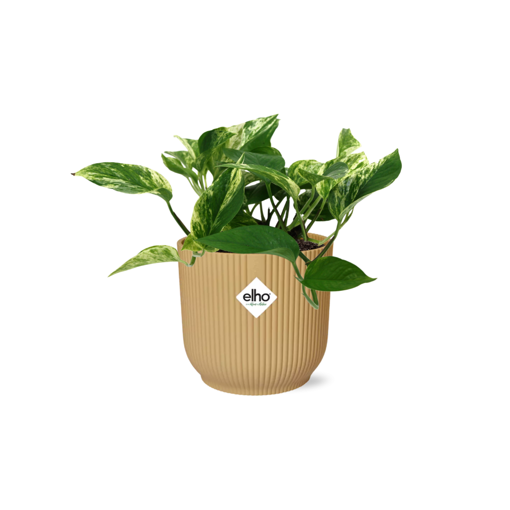 Scindapsus Marble Queen in ELHO Vibes Fold 14cm gelb