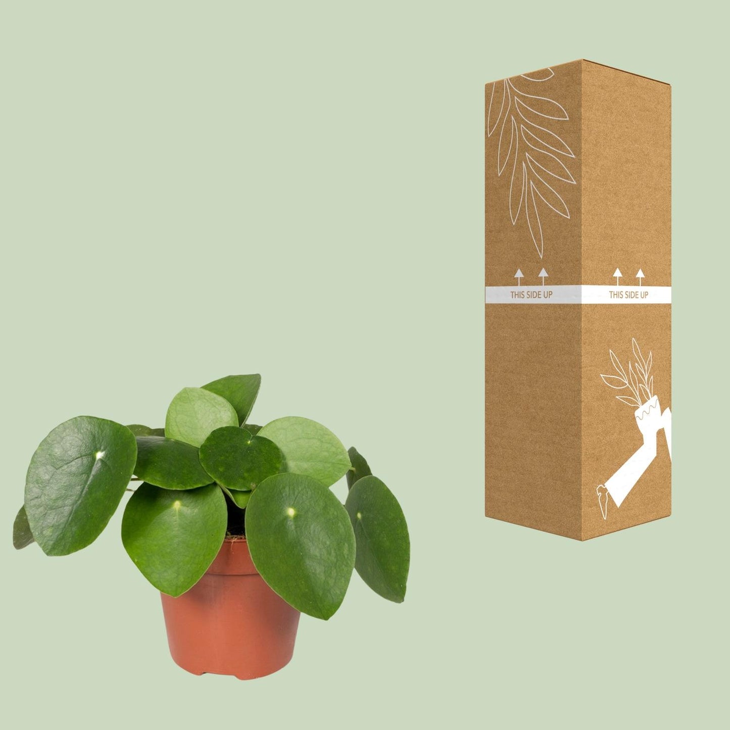 Pilea Peperomiodes – Aluminium-Pflanze Ø12cm, 20cm hoch