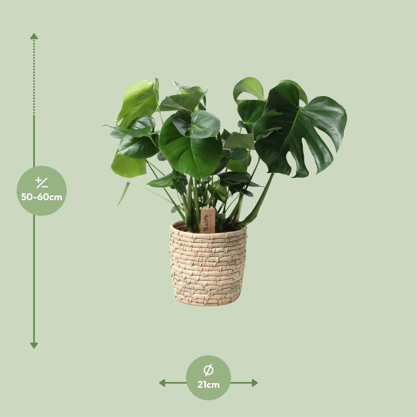 Monstera In Basket Palmleaf – Ø21cm, Höhe 60cm