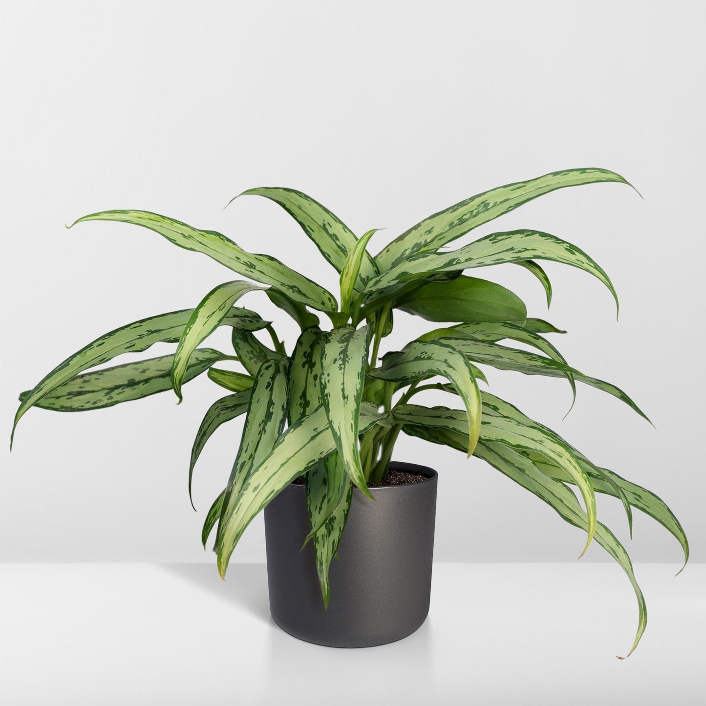 Aglaonema Cutlass – Pflegeleichte Designpflanze Ø30cm