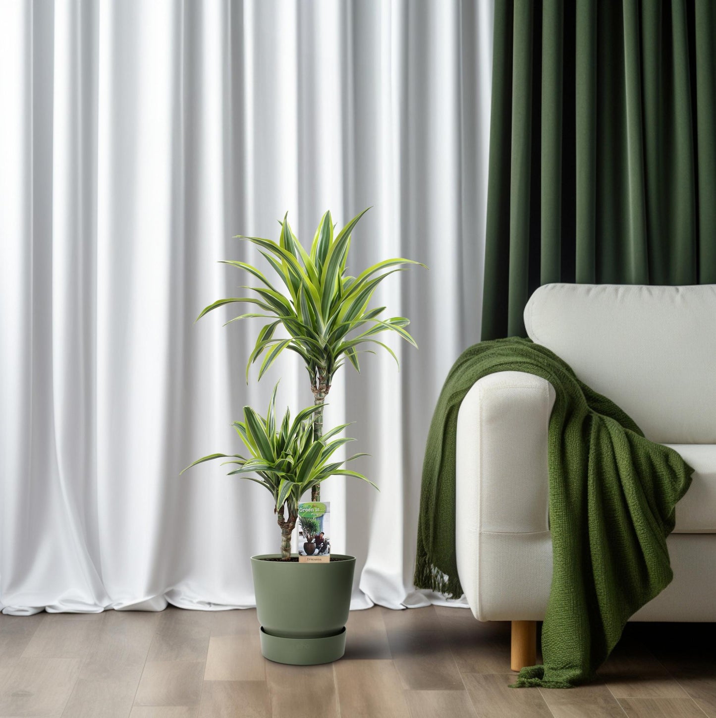 Dracaena Lemon Lime – Pflegeleichter Drachenbaum Ø21cm, 90cm hoch
