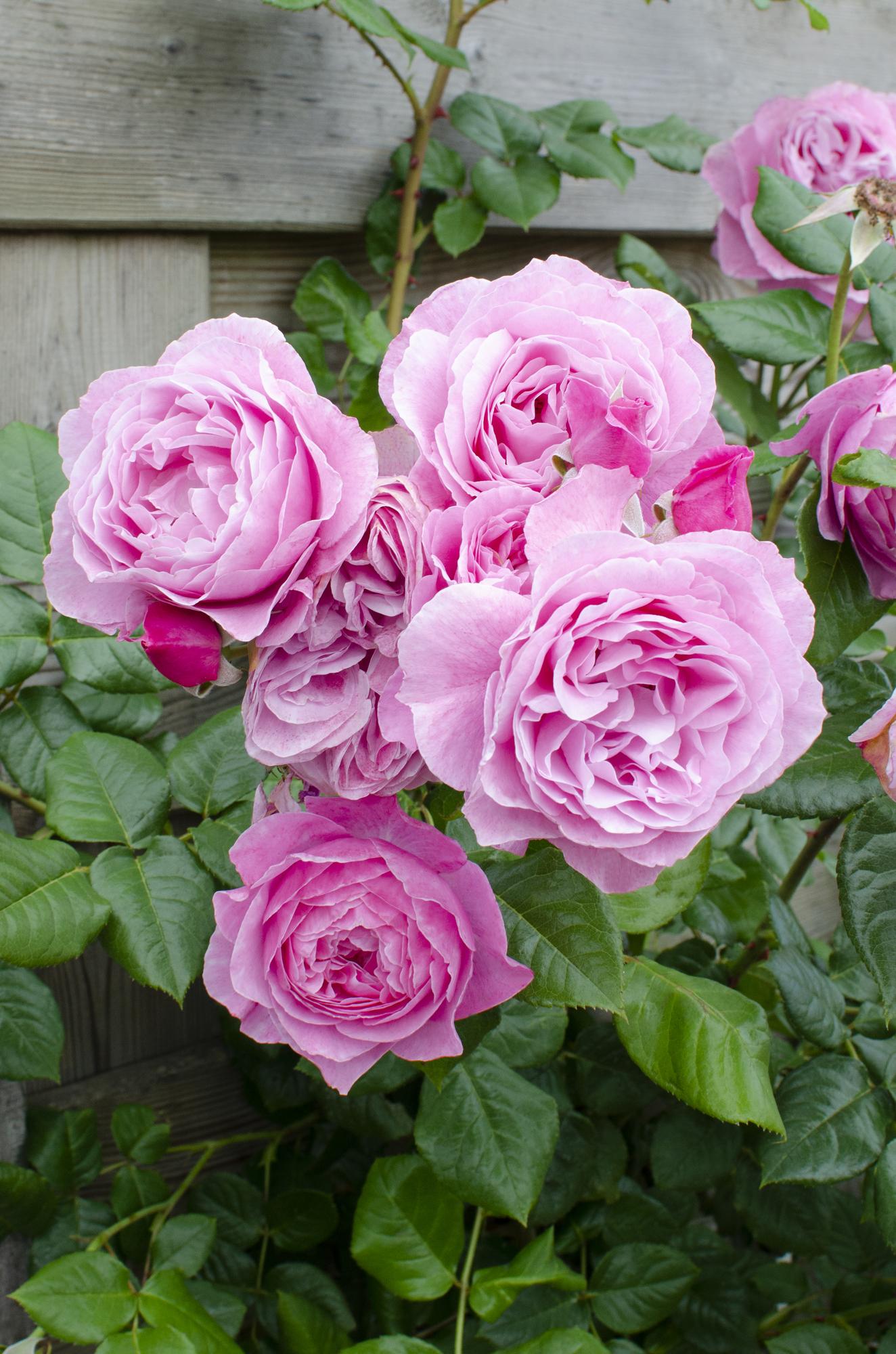 Rosa Crazy in Love 'Pink' – Kletterrose Ø15cm, ca. 65cm hoch