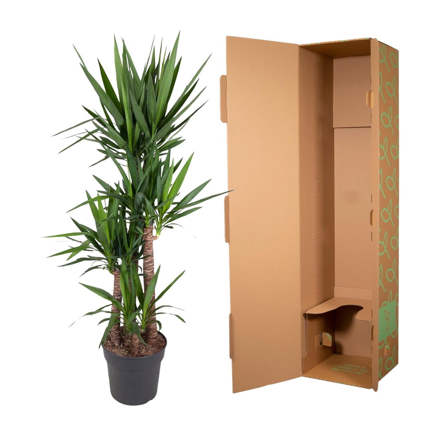 Yucca Elephantipe – Elefantenpalme 180 cm ø34 cm
