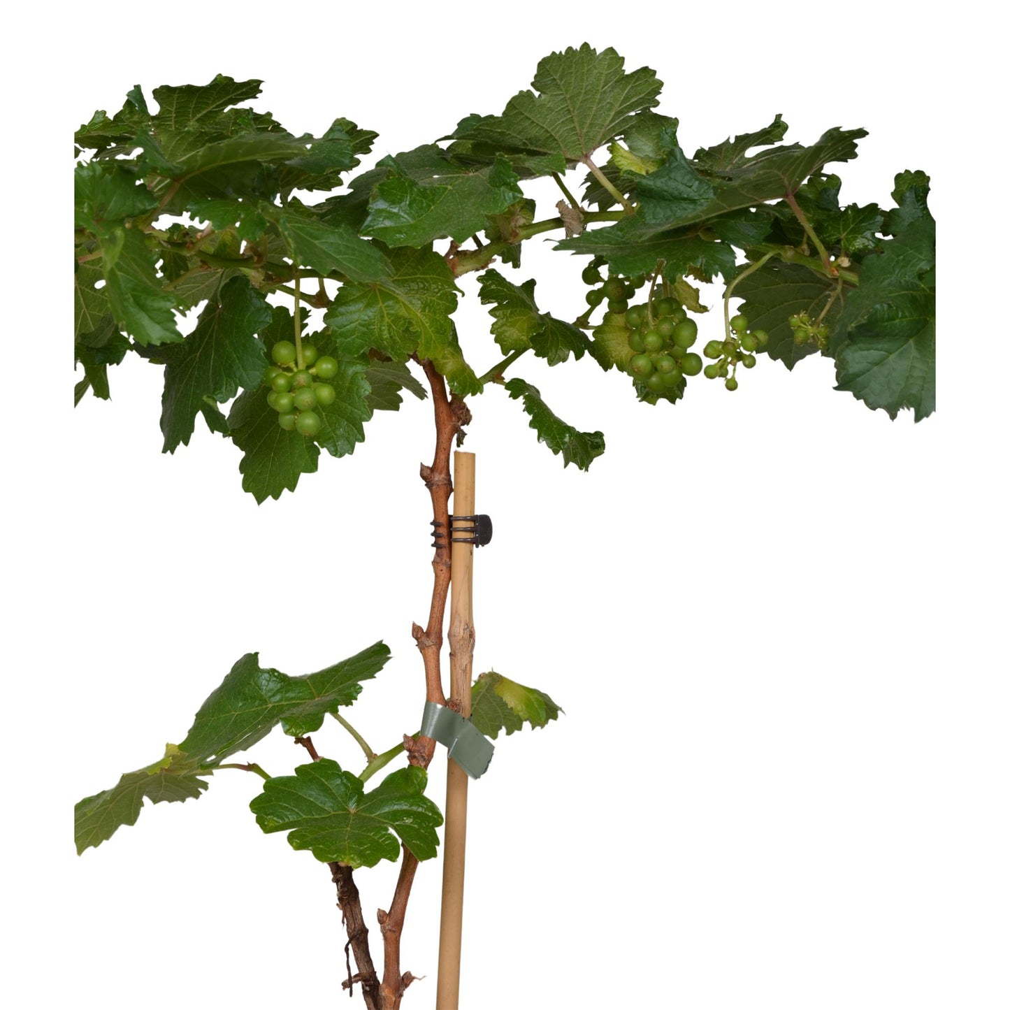 3x Vitis Pixie 'Riesling' - Zwergtraube Ø14cm Topf