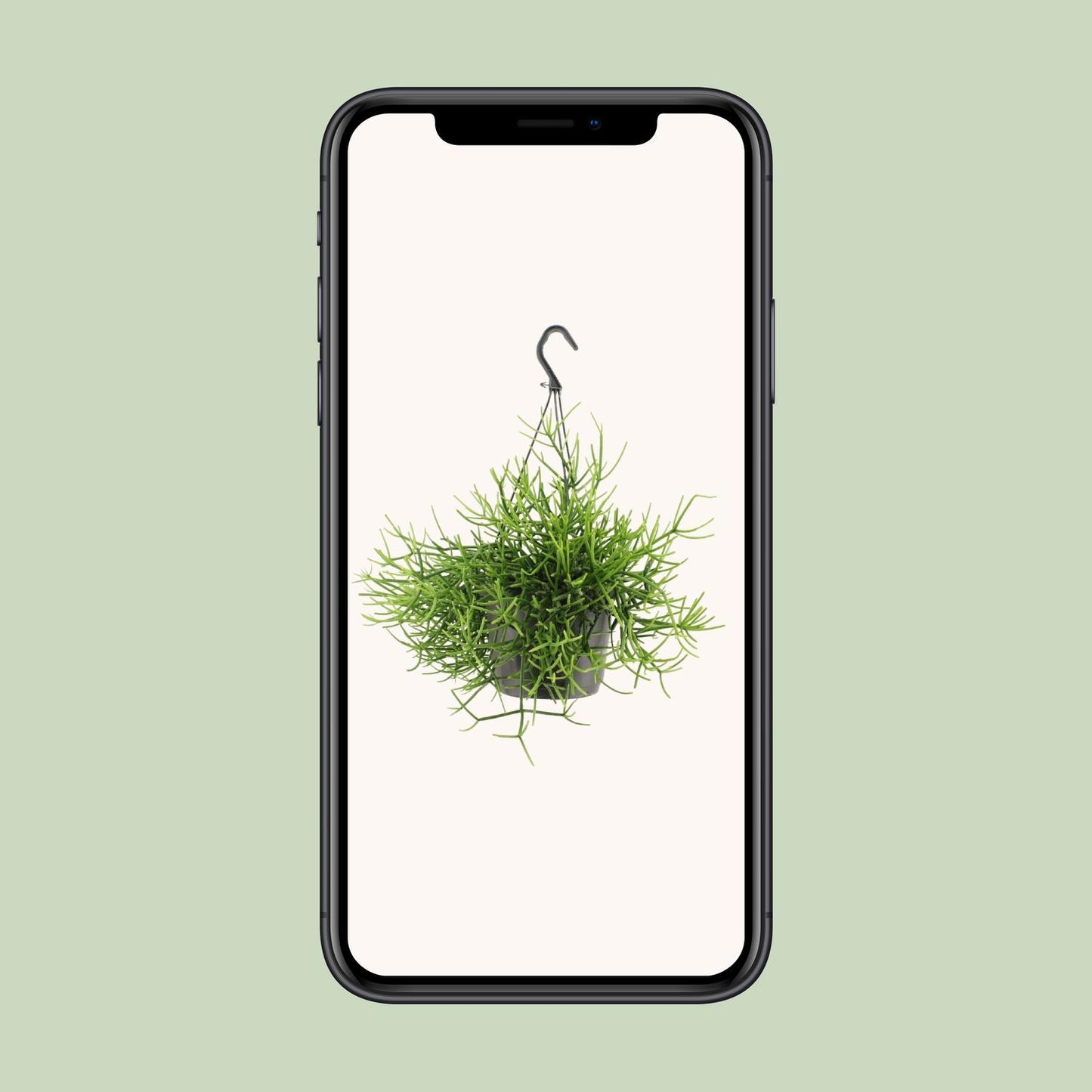Rhipsalis Heteroclada – pflegeleichte Hängepflanze Ø17cm