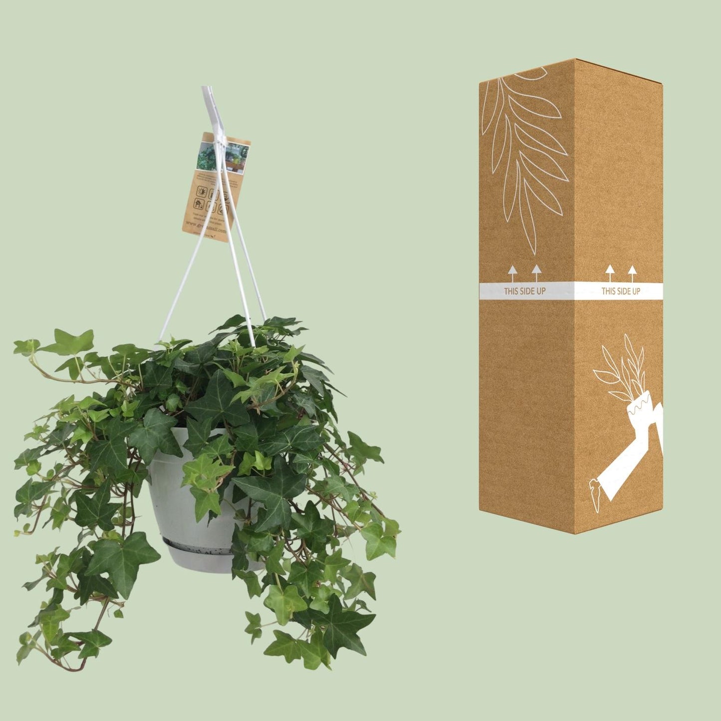 Hedera Helix Groen – Pflegeleichter Efeu im weißen Hängepot Ø17cm