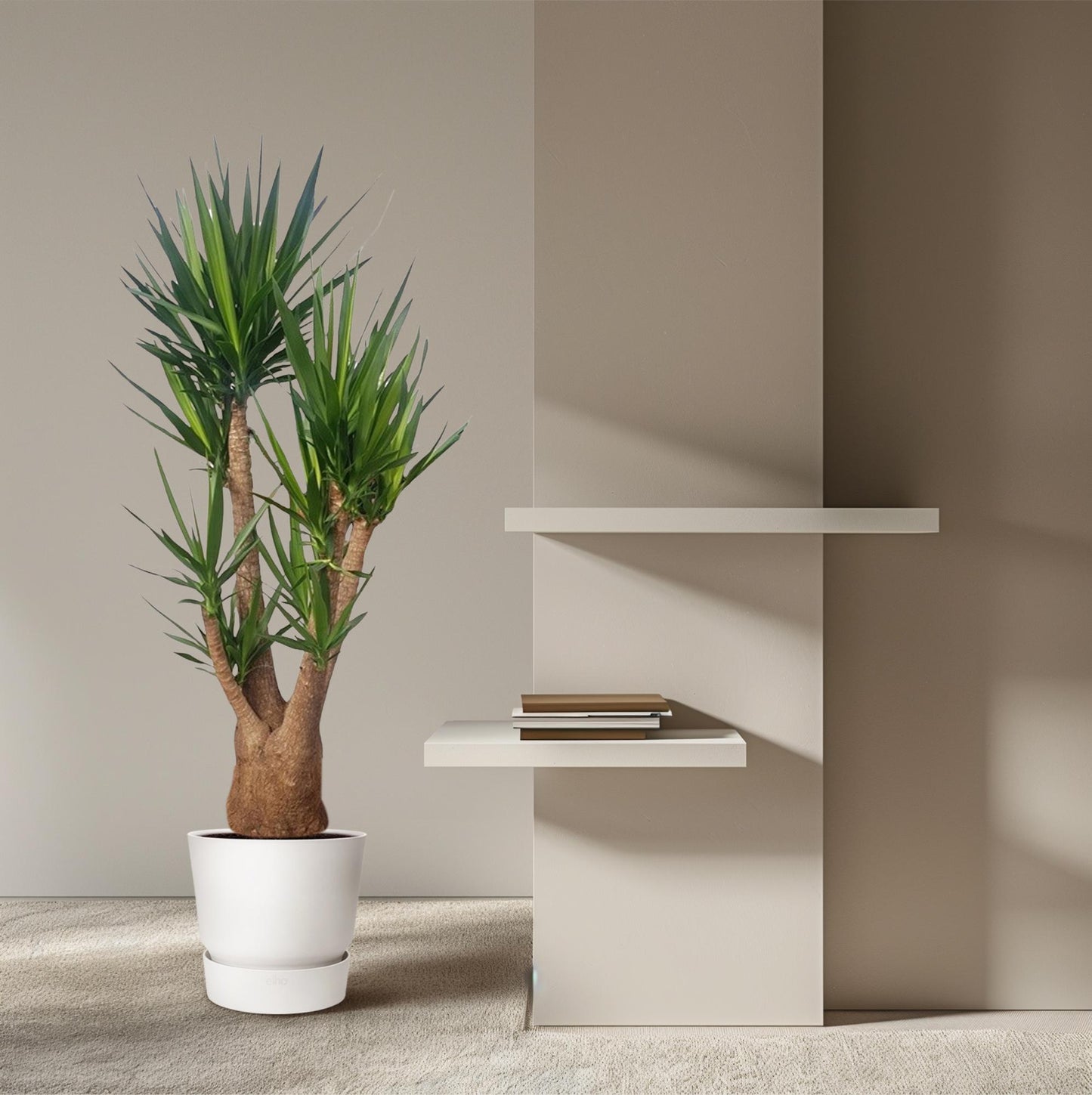 Yucca Elephantipes vertakt – 190 cm, Ø 55 cm