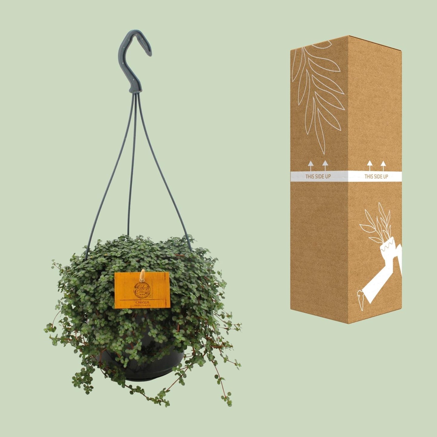 Pilea Glauca – Pflegeleichte Aluminium-Pflanze Ø15cm