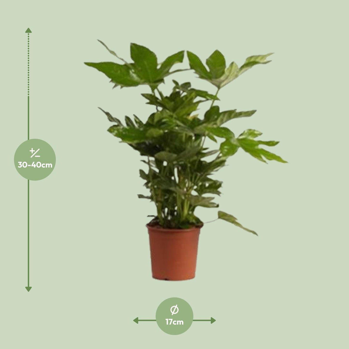 Fatsia Japonica – Pflegeleichte Zierpflanze mit großem Blatt