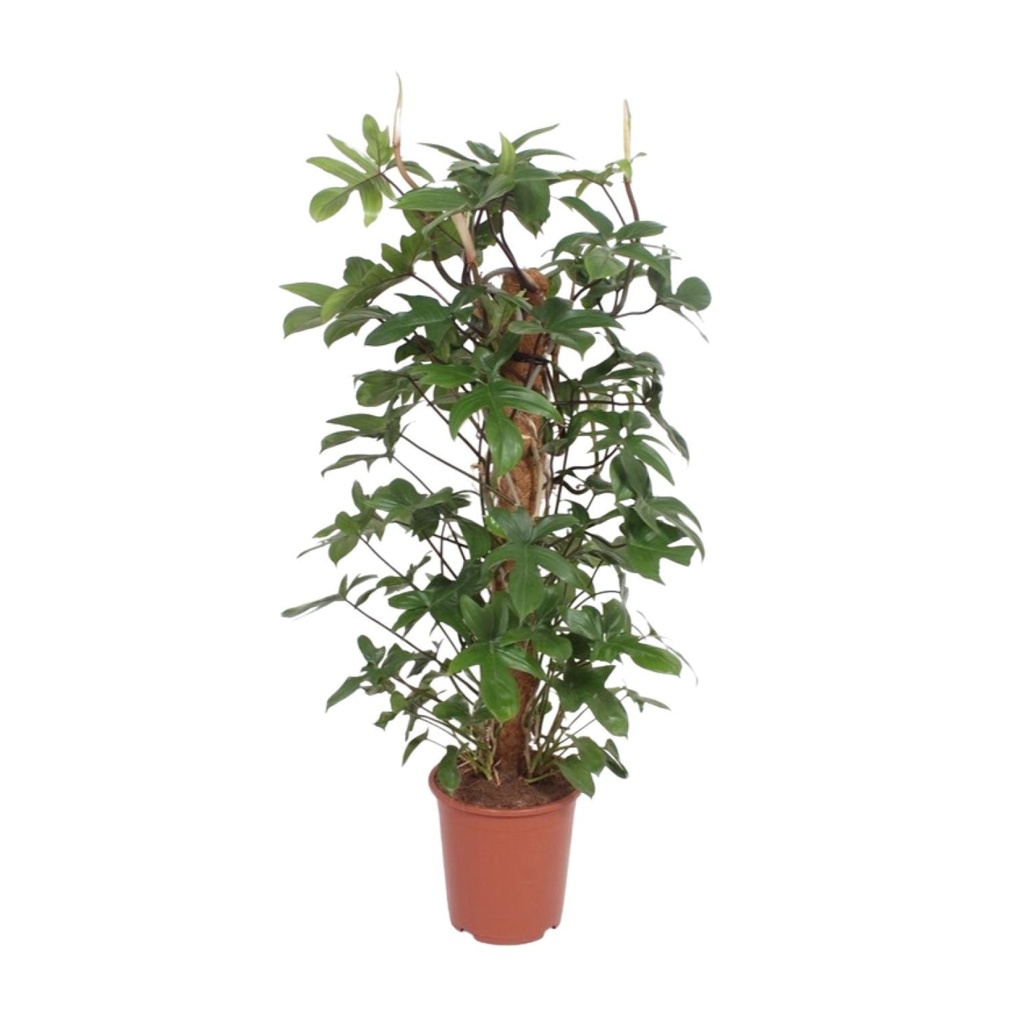 Philodendron Pedatum – pflegeleichte XXL Zimmerpflanze Ø27cm