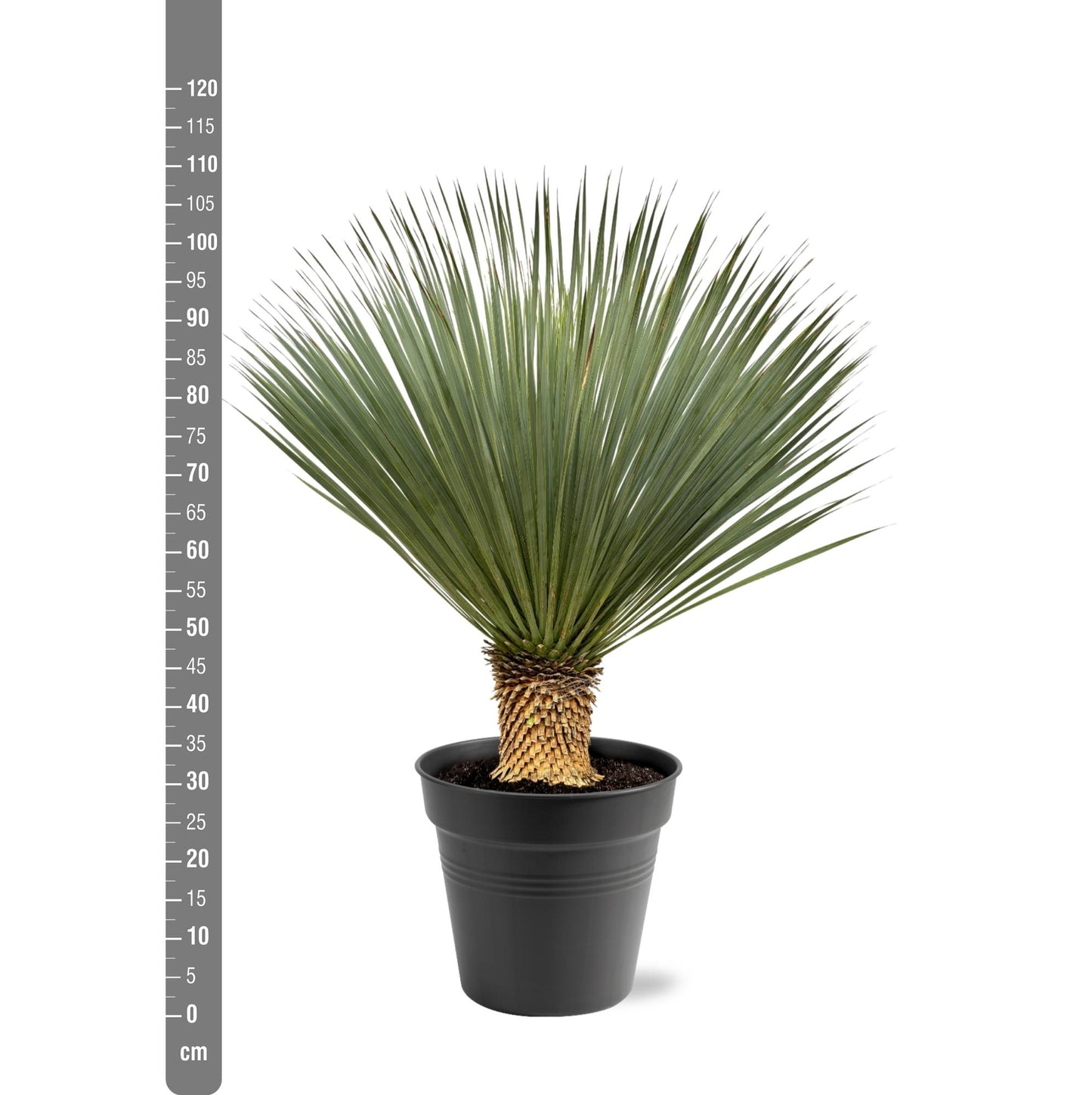 Yucca Rostrata – 100-120 cm – pflegeleichte XXL-Palme