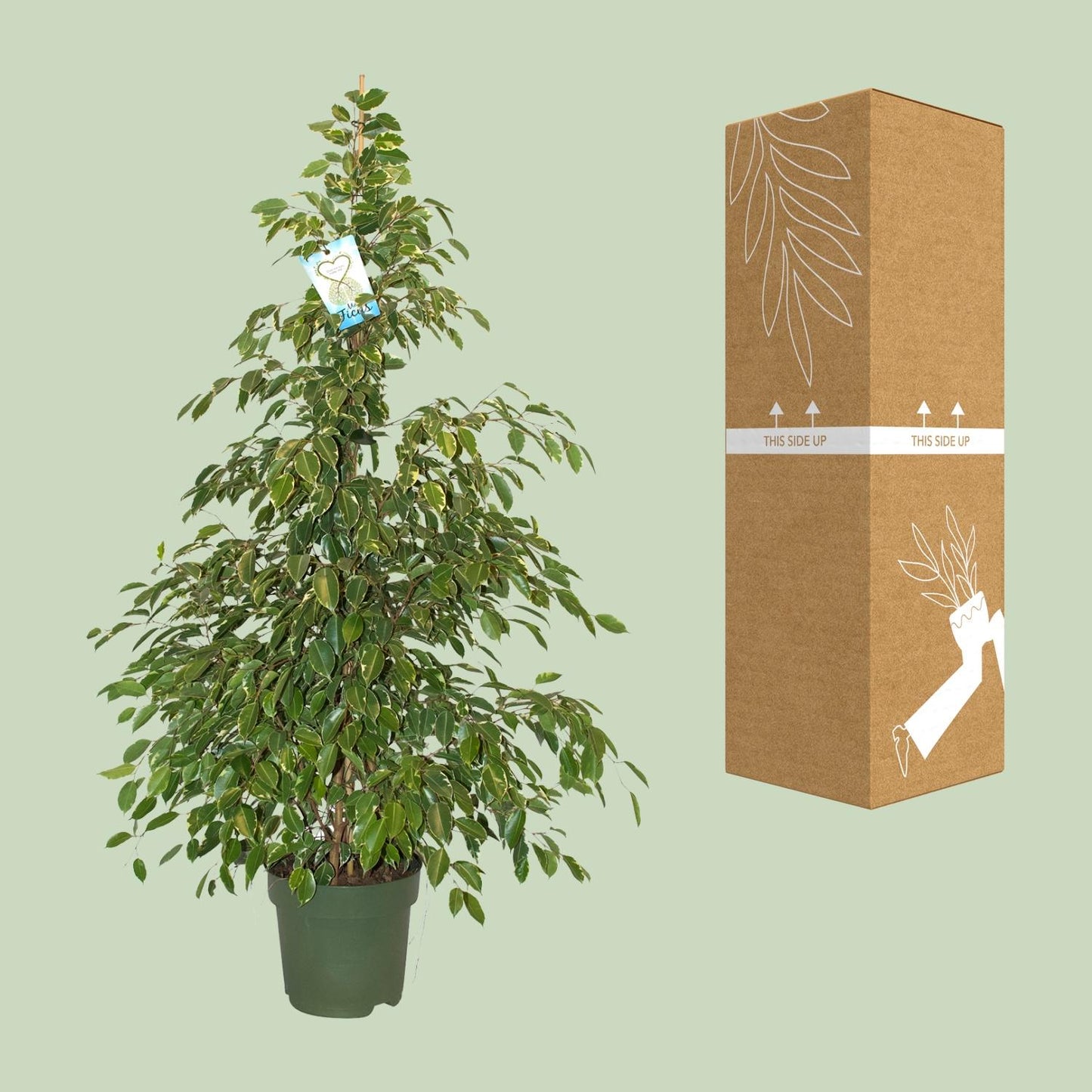 Ficus Benjamina Golden King – Pflegeleichter Blattschmuck Ø27cm