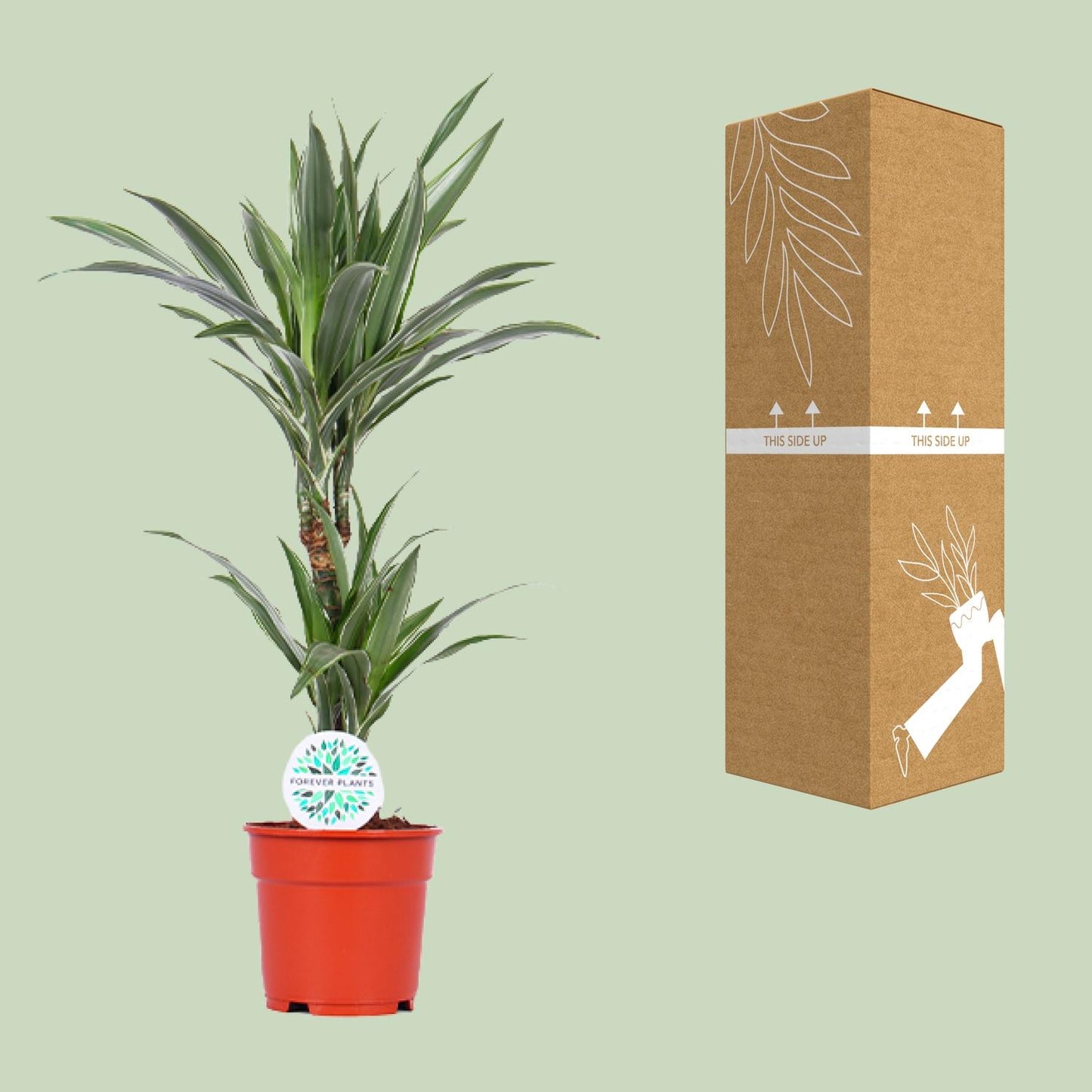 Dracaena Warneckei – pflegeleichter Drachenbaum Ø17cm, 65cm hoch