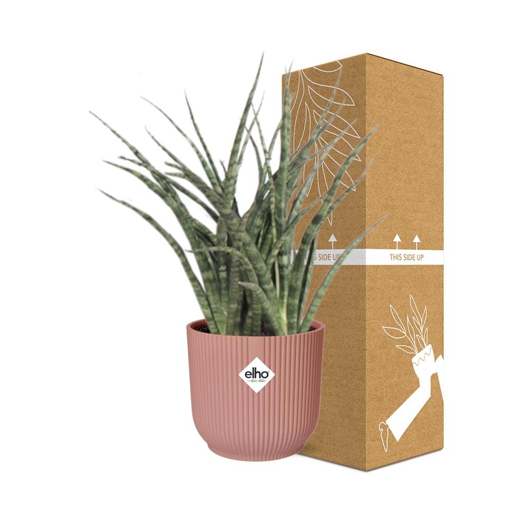 Sansevieria Fernwood Punk in ELHO Vibes Fold 14cm rosa – Pflegeleicht & Luftreinigend