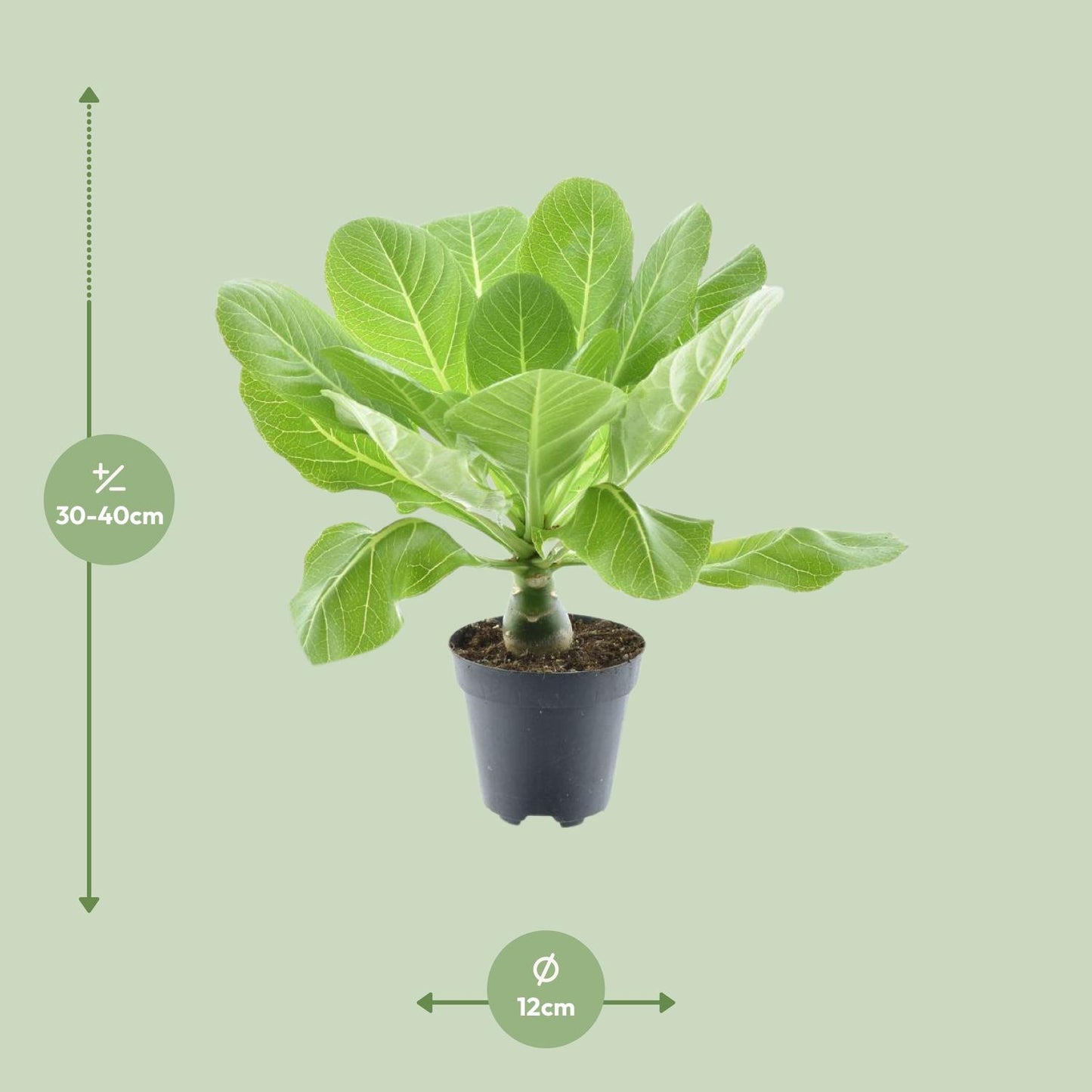 Brighamia Insignis 'Hawaii Palm' – Pflegeleichte Zimmerpflanze Ø12cm