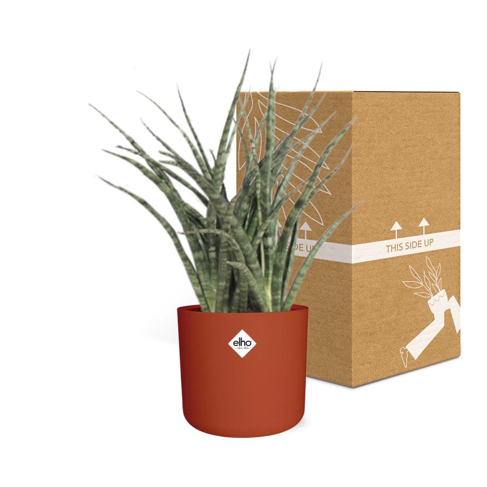 Sansevieria Fernwood Punk im ELHO b.for soft Rond 14cm Brique
