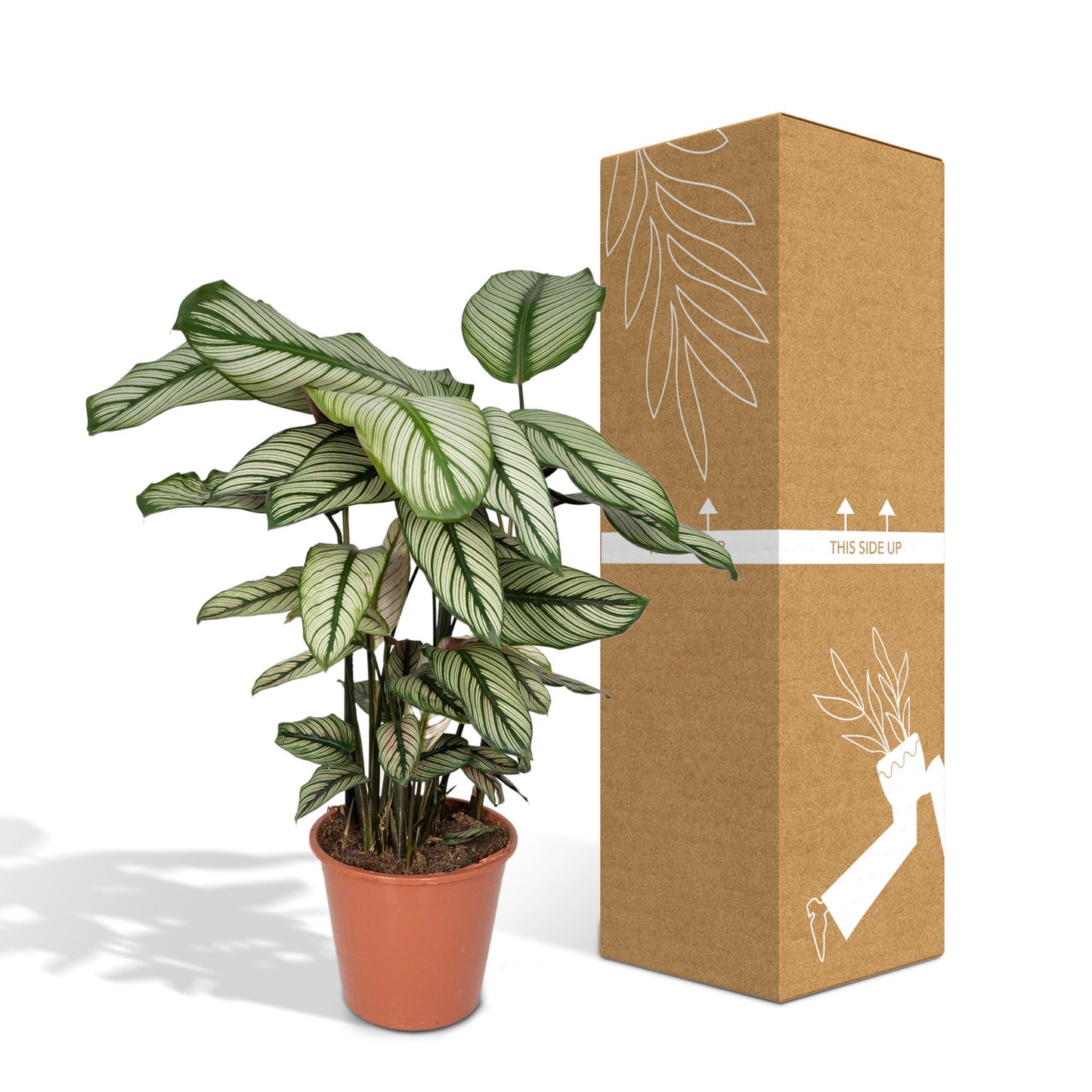 Calathea Whitestar – Pfauenpflanze Ø19cm, ca. 50cm hoch