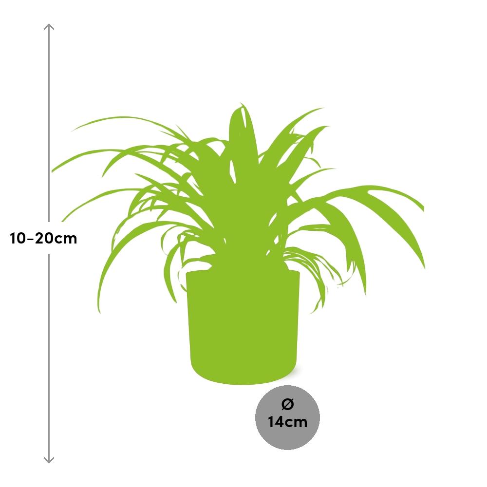 Chlorophytum Comosum Variegatum – pflegeleichte Spiderpflanze im ELHO Topf