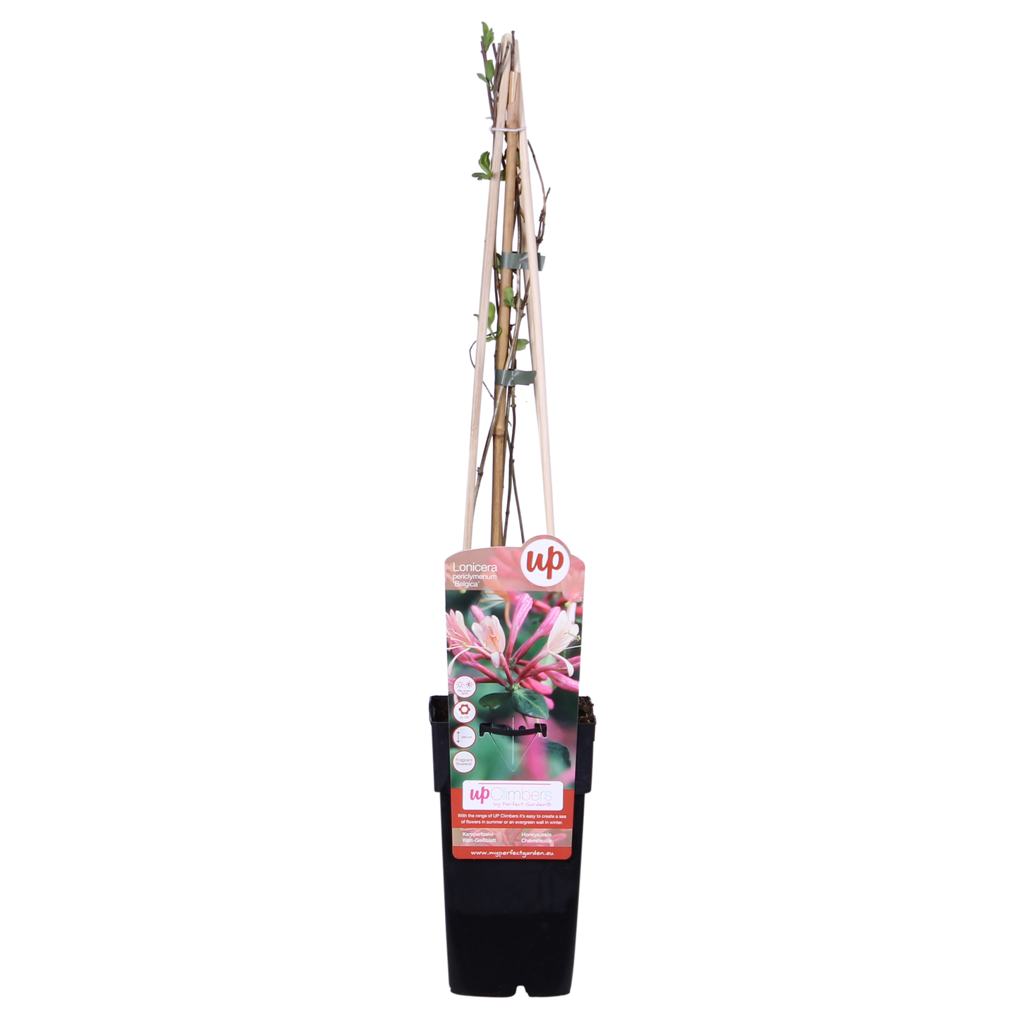 Lonicera periclymenum 'Belgica' – Duftende Kletterpflanze Ø15cm