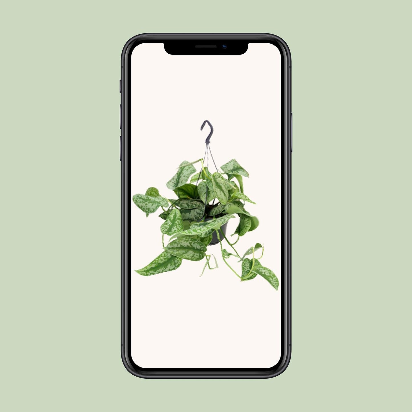 Scindapsus Pictus Trebie – pflegeleichte Zimmerpflanze Ø15cm
