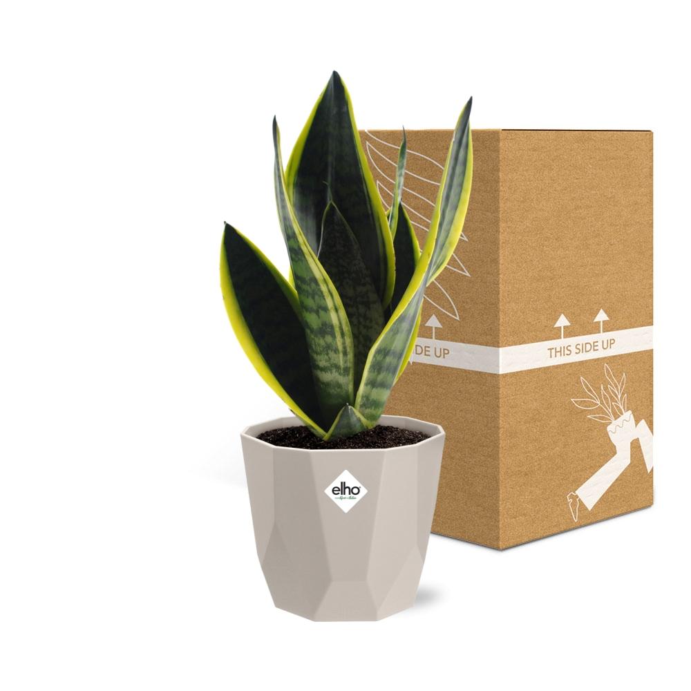 Sansevieria Futura Superba in ELHO b.for rock 14 cm warm grey