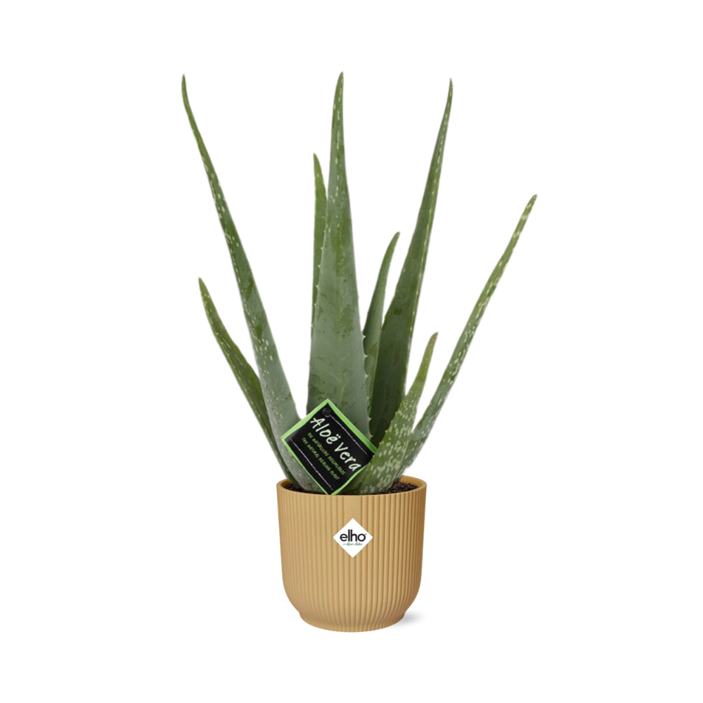 Aloe Vera 12cm im ELHO Vibes Fold 14cm gelb – Pflegeleicht & Luftreinigend