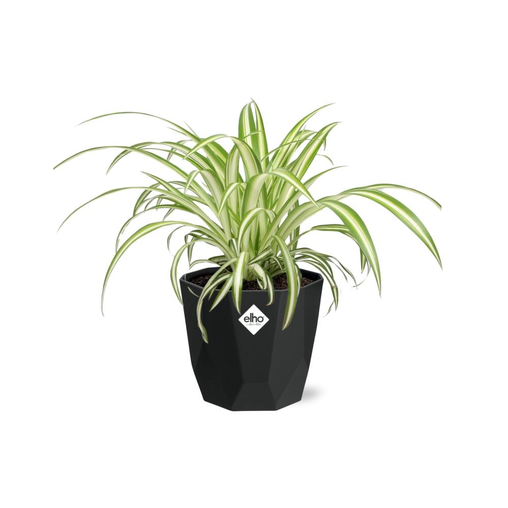 Chlorophytum Comosum Variegatum – Pflegeleichte Grünlilie im 14cm Topf