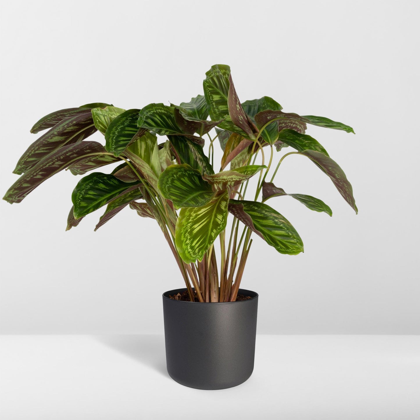 Calathea Flamestar – Pfauenpflanze Ø19cm, ca. 75cm hoch