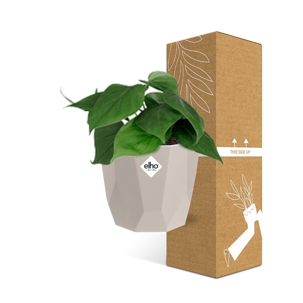 Philodendron Scandens im ELHO b.for rock 14 cm Topf warm grey